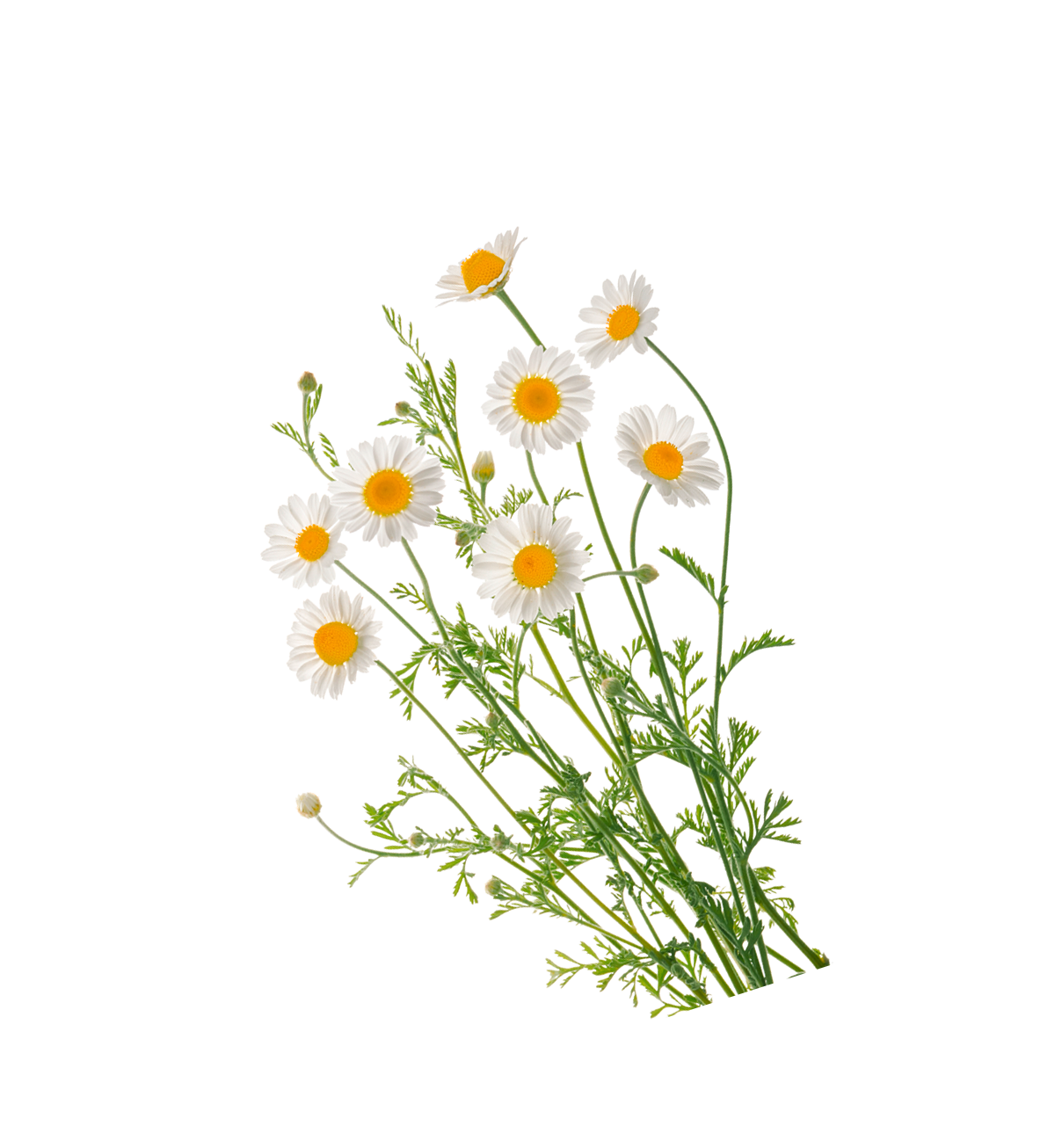 Illustration de camomille Dermafora