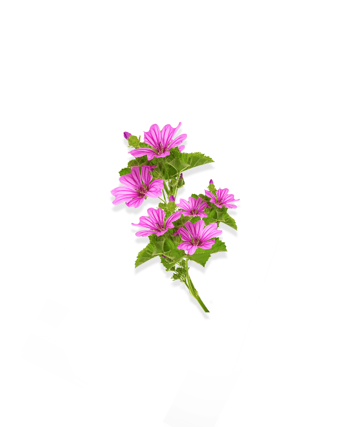 Mauve rose pour la gamme peaux déshydratées