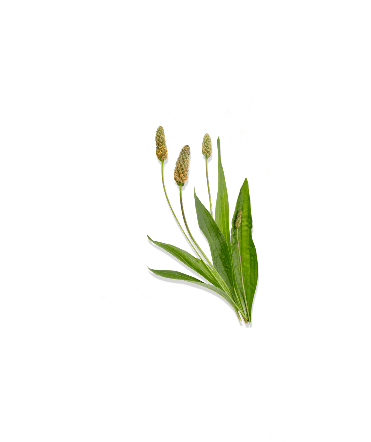 Plantain vert pour les peaux grasses à imperfections