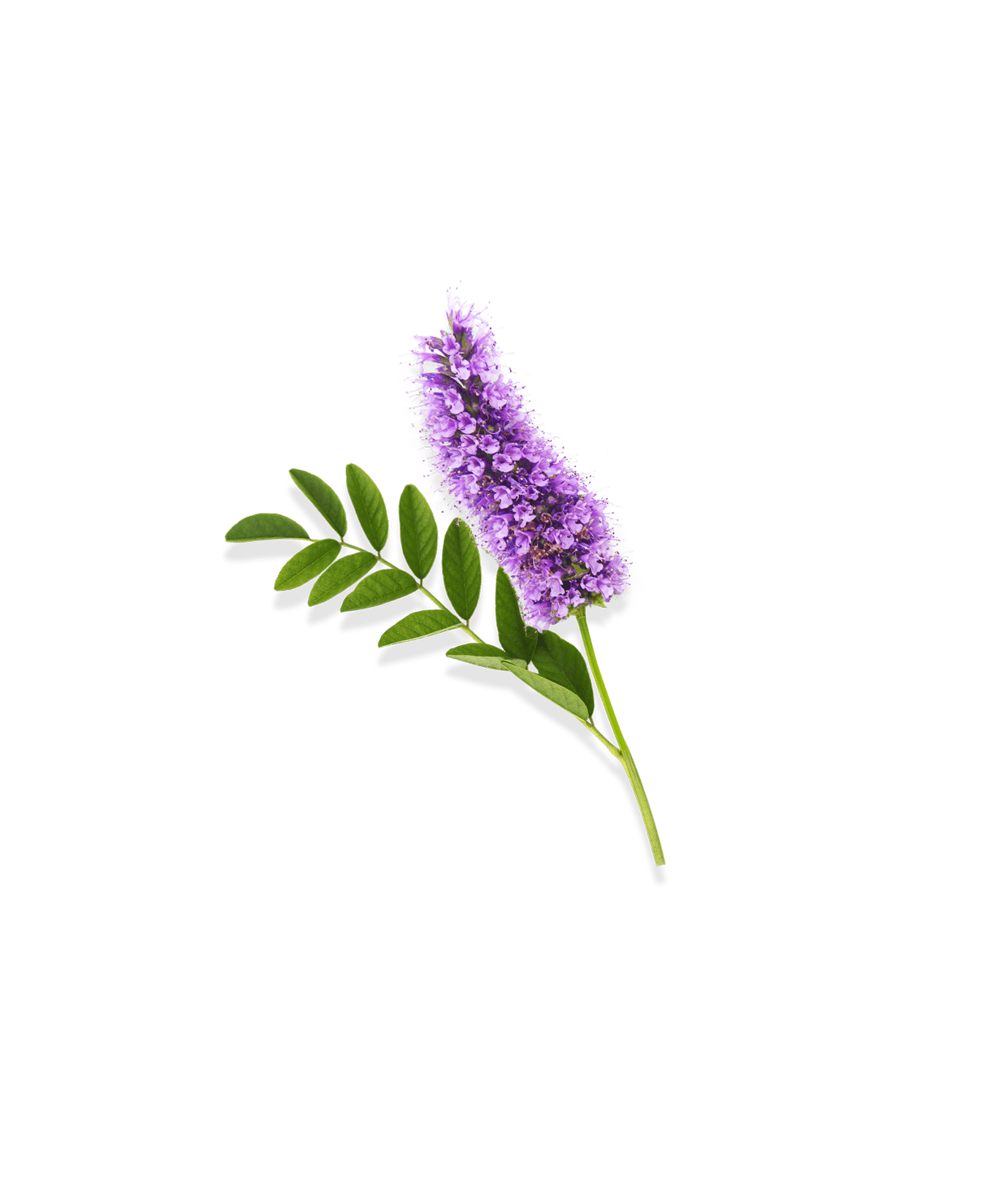 Réglisse violette pour la gamme signes de l'âge