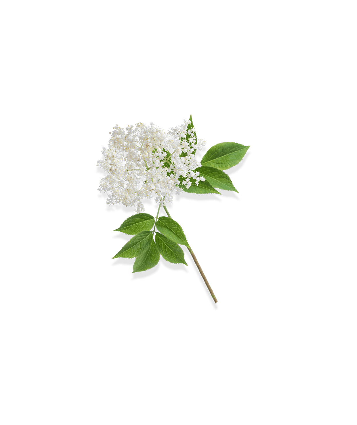 Fleurs de sureau pour la gamme soin du corps
