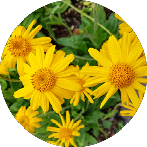 Fleurs jaunes d'arnica