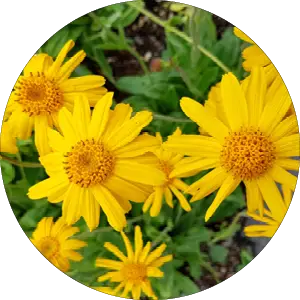 Fleurs jaunes d'arnica