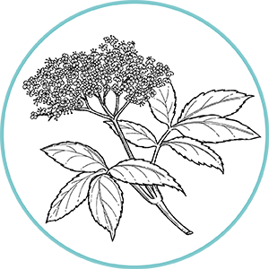 Illustration botanique de feuilles et ombelles fleuries