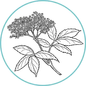 Illustration botanique de feuilles et ombelles fleuries
