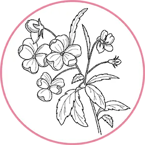 Illustration botanique d'une plante fleurie en noir et blanc