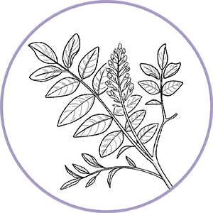 Illustration botanique d'une branche feuillue