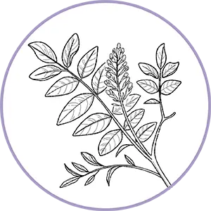 Illustration botanique d'une branche feuillue