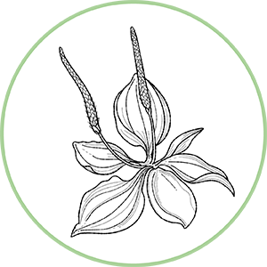 Illustration botanique de feuilles lancéolées et épis floraux