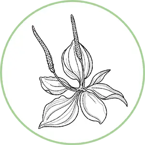 Illustration botanique de feuilles lancéolées et épis floraux