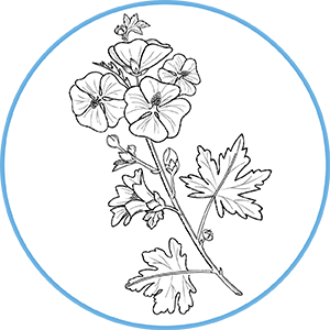 Illustration botanique d'une plante à feuilles découpées