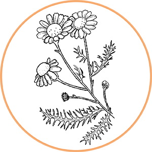 Illustration botanique de petites fleurs et feuilles fines