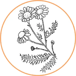 Illustration botanique de petites fleurs et feuilles fines