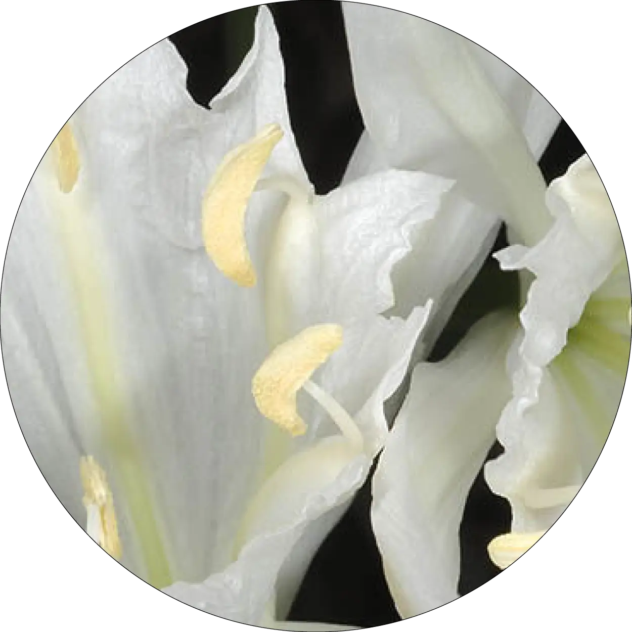 Fleur blanche de Pancratium maritimum