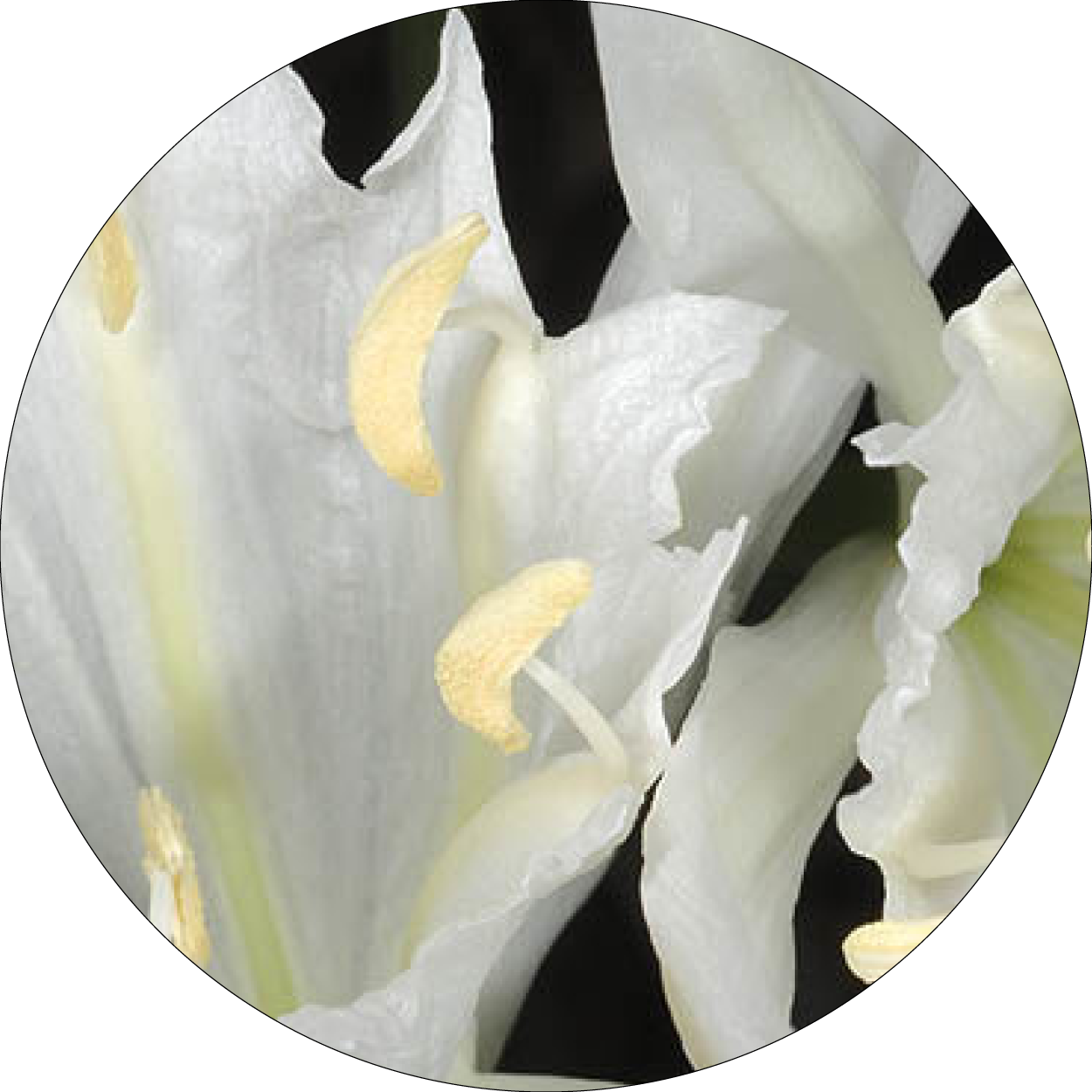Fleur blanche de Pancratium maritimum en gros plan