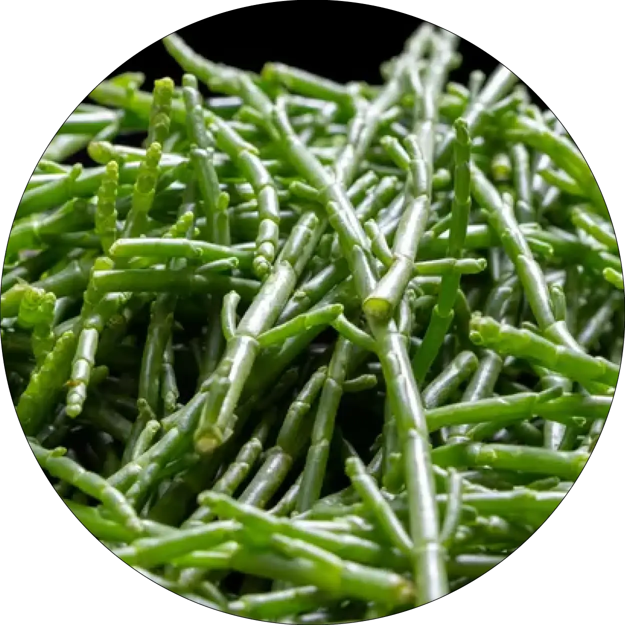 Salicorne verte représentant l'extrait de Salicornia herbacea