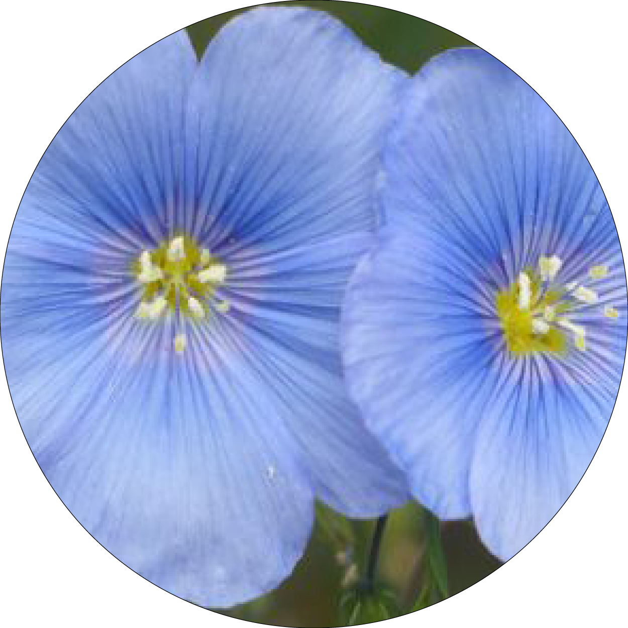 Fleurs bleues de lin