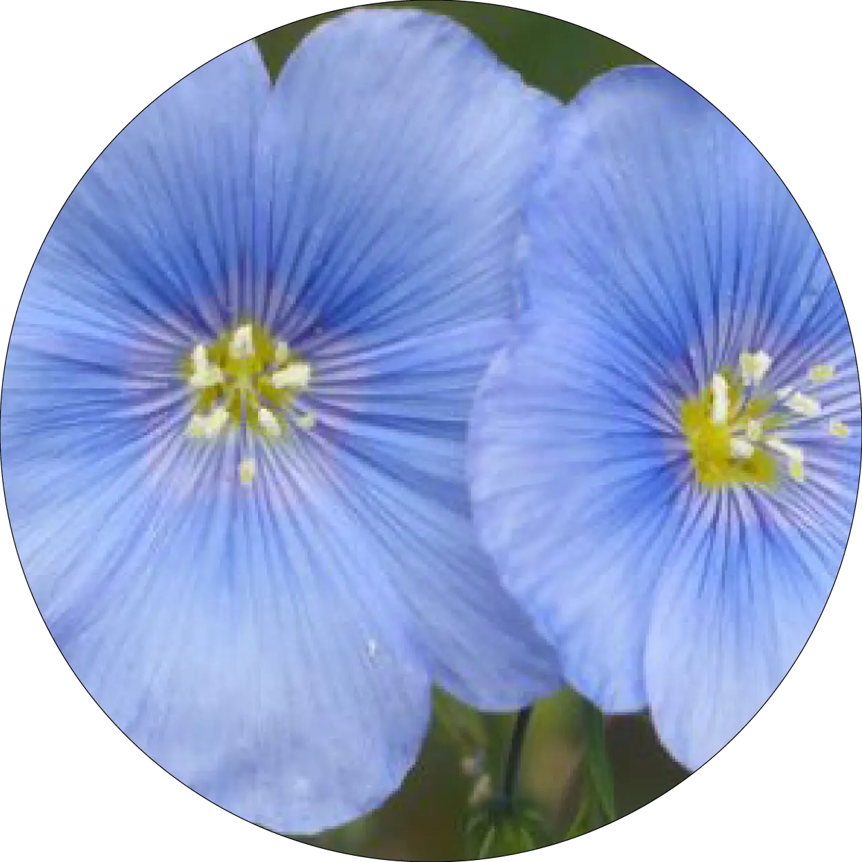 Fleurs bleues de lin