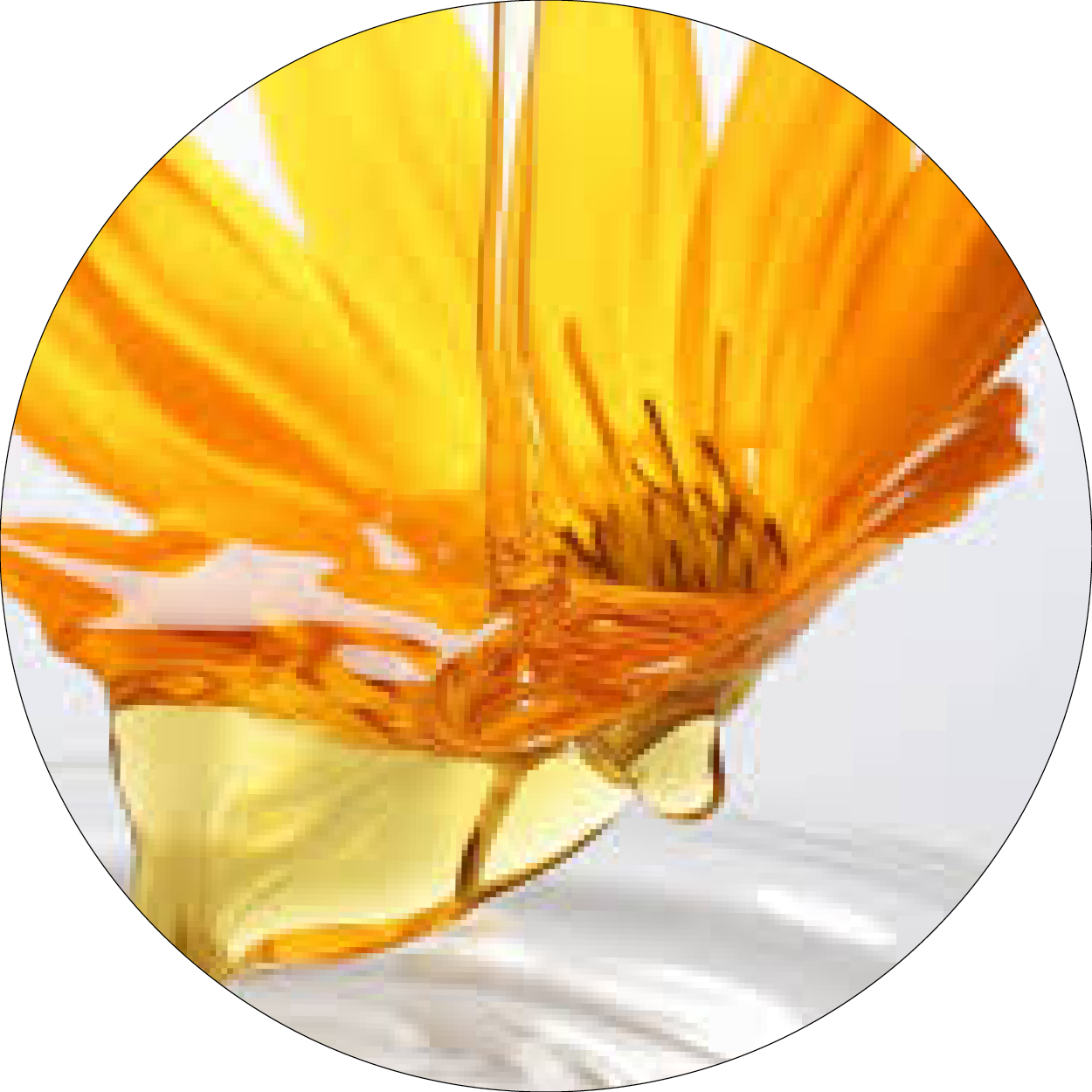 Fleur de calendula avec goutte d'huile dorée