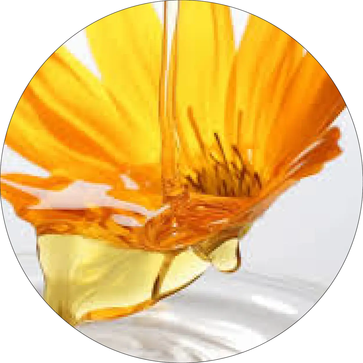 Fleur de calendula avec goutte d'huile dorée