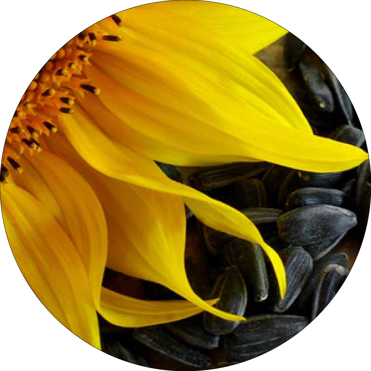 Tournesol et graines représentant l'huile de tournesol