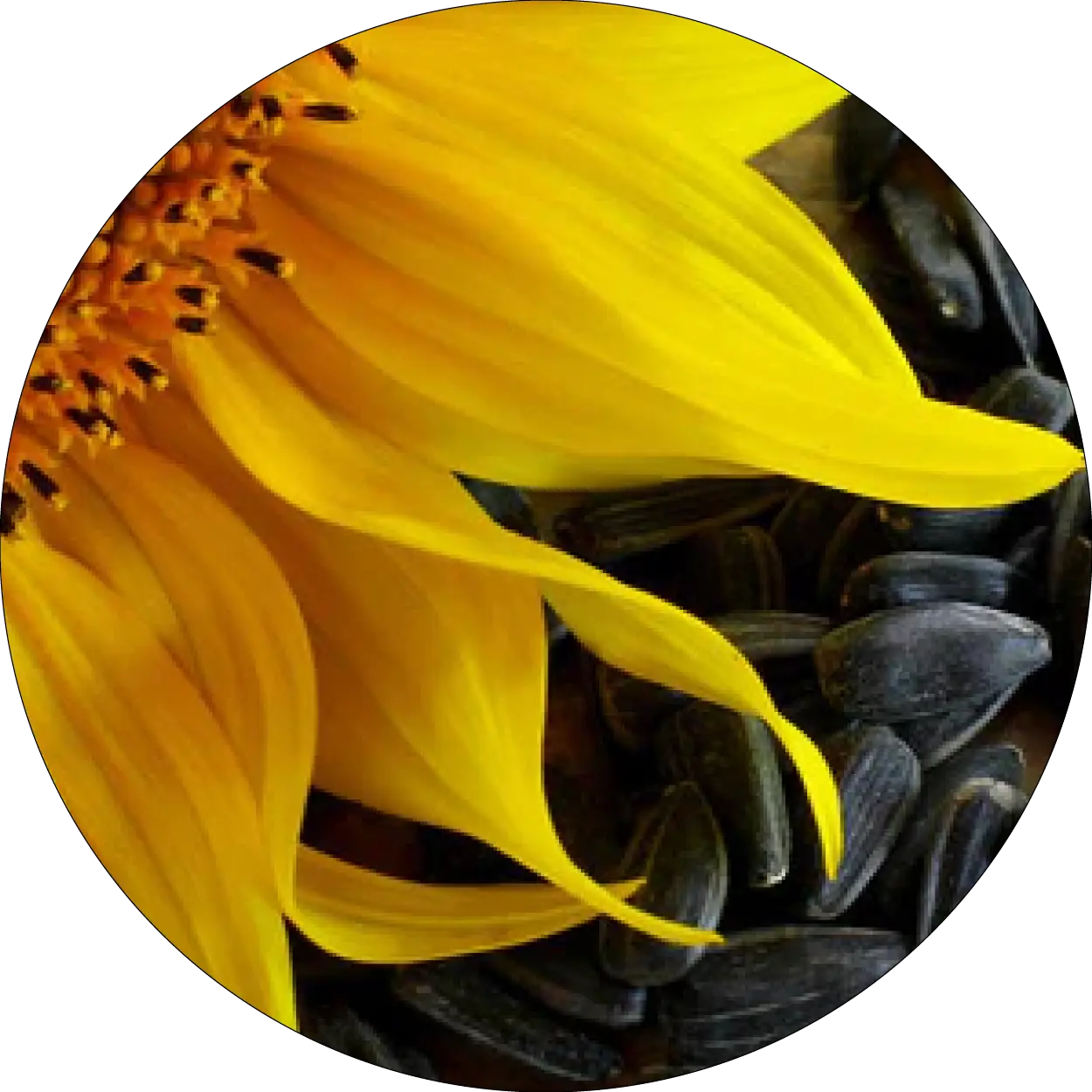Tournesol et graines représentant l'huile de tournesol