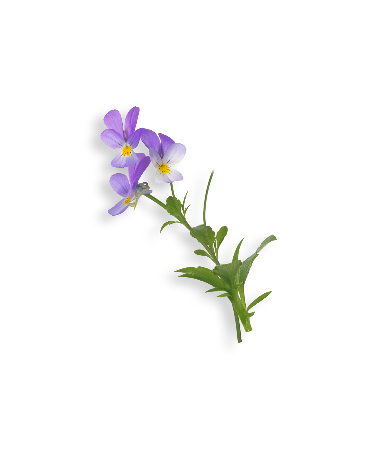 Pensée sauvage violette sur fond noir